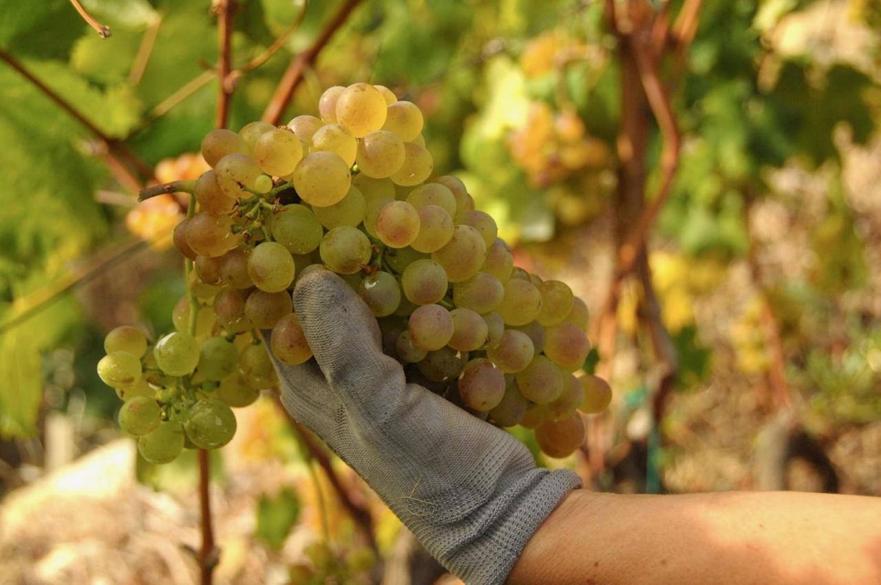 La Casa Del Podere Castellaro  Dış mekan fotoğraf